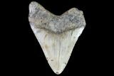 Fossil Megalodon Tooth - North Carolina #91143-1